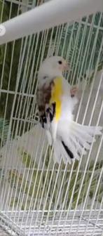 te koop major putter pop van 2023 prijs 550, Dieren en Toebehoren, Vogels | Overige Vogels