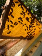 Bijenvolken voor bestuiving, Meerdere dieren