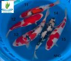 Koi Mix NND, Karper of Koi