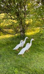 2 witte loopeenden (woerden), Dieren en Toebehoren, Mannelijk, Eend
