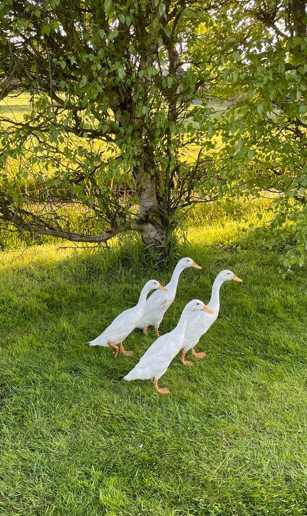 2 witte loopeenden (woerden), Dieren en Toebehoren, Pluimvee, Eend, Mannelijk