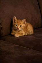 Lieve rode kitten zoekt een nieuw thuis, Dieren en Toebehoren, Katten en Kittens | Raskatten | Korthaar, Poes