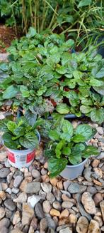 Ajuga, bodembedekker, groenblijvend in winter, Ophalen, Bodembedekkers, Vaste plant, Halfschaduw