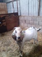 Dekbok, Dieren en Toebehoren, Schapen, Geiten en Varkens, Mannelijk, Geit, 0 tot 2 jaar