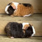 Us teddy  choco buff wit beertje, Dieren en Toebehoren, Cavia, Augustus, Mannelijk, Tam