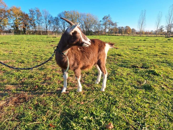 Drachtige toggenburger geit, Dieren en Toebehoren, Schapen, Geiten en Varkens, Geit, Vrouwelijk, 0 tot 2 jaar