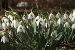 Sneeuwklokjes, Ophalen of Verzenden, Voorjaar, Halfschaduw, Bloembol