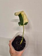 Philodendron Domesticum Variegata Stek, Huis en Inrichting, Kamerplanten, Ophalen of Verzenden, Halfschaduw, Minder dan 100 cm