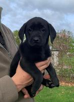 Field Trial Labrador pups met stamboom, Dieren en Toebehoren, Honden | Retrievers, Spaniëls en Waterhonden, Rabiës (hondsdolheid)