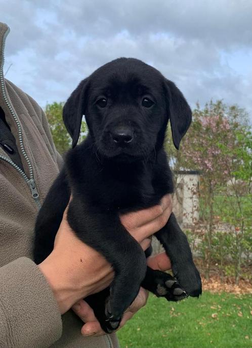 Field Trial Labrador pups met stamboom, Dieren en Toebehoren, Honden | Retrievers, Spaniëls en Waterhonden, Reu, Labrador retriever