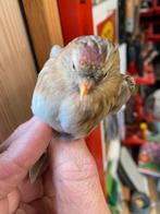 2 pastel mannen kleine barmsijs cabaret, Dieren en Toebehoren, Vogels | Overige Vogels, Mannelijk