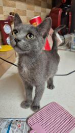 Peppy zoekt een baasje, Dieren en Toebehoren, Katten en Kittens | Overige Katten, Poes, Kortharig, 0 tot 2 jaar