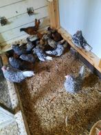 Antwerpse baardkriel, Dieren en Toebehoren, Pluimvee, Meerdere dieren, Kip