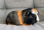 Cavia: Cuy beertje, Dieren en Toebehoren, Knaagdieren, Cavia, Augustus, Mannelijk, Tam