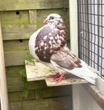 Volbloed Gaditano duivin rood bont, Dieren en Toebehoren, Vogels | Duiven, Vrouwelijk, Postduif