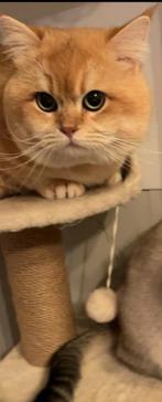 Dekkater Brits korthaar, Dieren en Toebehoren, Katten en Kittens | Raskatten | Korthaar, Kater, Met stamboom