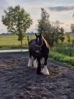 Bijrijdster gezocht Leidschendam, Ophalen of Verzenden