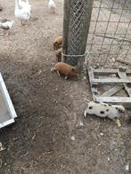 Mini varkens 2 borgjes, Dieren en Toebehoren