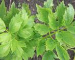LeukPlanten, dragon, lavas, cassis, rode bes gouden framboos, Tuin en Terras, Ophalen, Minder dan 100 cm, Overige soorten, Zomer
