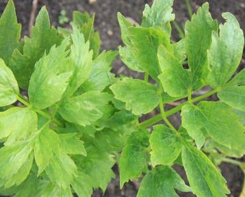 LeukPlanten, dragon, lavas, cassis, rode bes gouden framboos beschikbaar voor biedingen