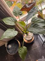Alocasia Cucullata grote plant + stekjes in Lechuza pon, Huis en Inrichting, Ophalen, 100 tot 150 cm, Halfschaduw, In pot