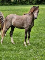 Mooie toekomstige sportpony, sectie B jaarling ruin., Dieren en Toebehoren, Pony's, Ruin, Niet van toepassing, Springpony, 0 tot 2 jaar