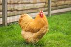 Orpington kippen | vriendelijk karakter | snel tam te maken