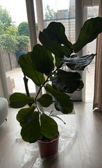Ficus Lyrata - Tabaksplant, Huis en Inrichting, Ophalen, Ficus, 150 tot 200 cm