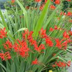 Bloembollen van crocosmia / montbretia Lucifer, Tuin en Terras, Bloembollen en Zaden, Ophalen of Verzenden, Voorjaar, Volle zon