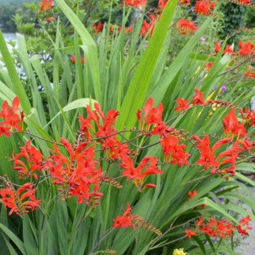 Bloembollen van crocosmia / montbretia Lucifer, Tuin en Terras, Bloembollen en Zaden, Bloembol, Voorjaar, Volle zon, Ophalen of Verzenden
