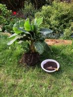 bananenplant, Huis en Inrichting, Kamerplanten, Overige soorten, 100 tot 150 cm, Volle zon, Ophalen