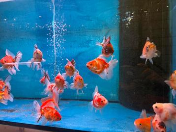 Tekoop kleine oranda mix beschikbaar voor biedingen