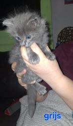 Ragdoll kittens blue solid uit geteste lijnen, Dieren en Toebehoren, Katten en Kittens | Raskatten | Langhaar, Kater, Gechipt