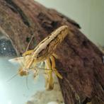 Atyopsis moluccensis Waaiergarnalen, Dieren en Toebehoren, Vis