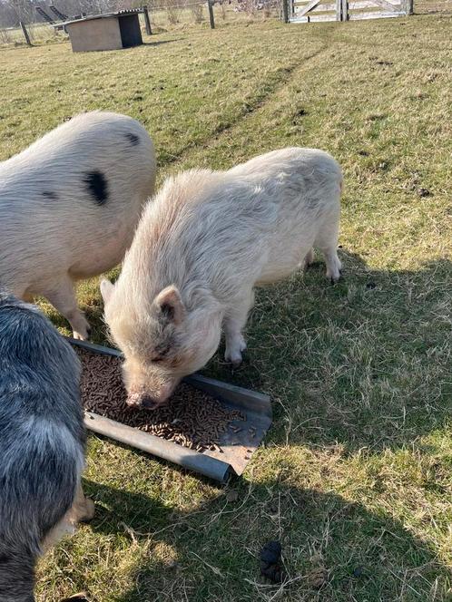 Mini varken beer, te huur! Of te koop!, Dieren en Toebehoren, Schapen, Geiten en Varkens, Varken, Mannelijk, 0 tot 2 jaar