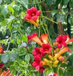 Trompetplant, Tuin en Terras, Planten | Tuinplanten, Ophalen, Volle zon, Vaste plant, Klimplanten