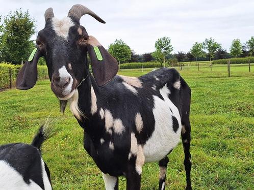 Nubische geit geiten nubisch, Dieren en Toebehoren, Schapen, Geiten en Varkens, Geit, Vrouwelijk, 3 tot 5 jaar