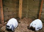 2 franse hangoren, Dieren en Toebehoren, Konijnen, Meerdere dieren
