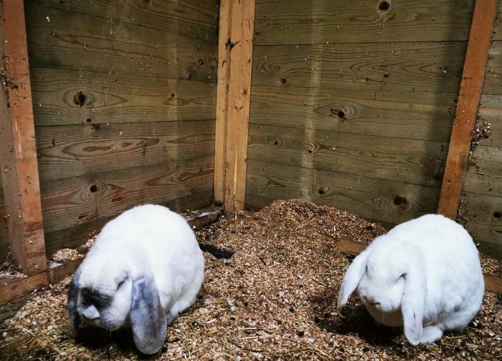 2 franse hangoren, Dieren en Toebehoren, Konijnen, Meerdere dieren