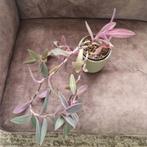 Tradescantia pallida pinkstripe, Huis en Inrichting, Ophalen of Verzenden, Overige soorten, Minder dan 100 cm