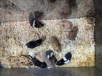 Te koop Goudhamster, Dieren en Toebehoren, Knaagdieren, Geslacht onbekend, Hamster