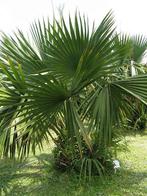 15x Sabal Minor Louisiana palm boom zaad., Ophalen, Gehele jaar, Volle zon, Zaad