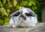 Leuke, tamme Nederlandse hangoordwerg konijntjes (nhd), Dieren en Toebehoren, Meerdere dieren, Dwerg, 0 tot 2 jaar, Hangoor