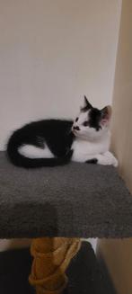 Super lieve mooie schattige kitten van 8 weken, Dieren en Toebehoren, Katten en Kittens | Overige Katten, Poes, Kortharig, 0 tot 2 jaar