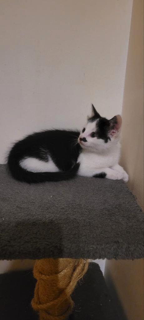 Super lieve mooie schattige kitten van 8 weken, Dieren en Toebehoren, Katten en Kittens | Overige Katten, Kortharig, Poes, 0 tot 2 jaar