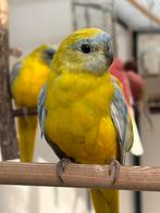 1-0 Turquoisine parkiet dd dilute geelbuik, Dieren en Toebehoren, Vogels | Parkieten en Papegaaien, Mannelijk, Parkiet, Geringd