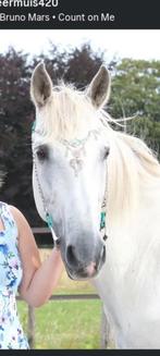 Sier hooftstel, Februari, Mannelijk