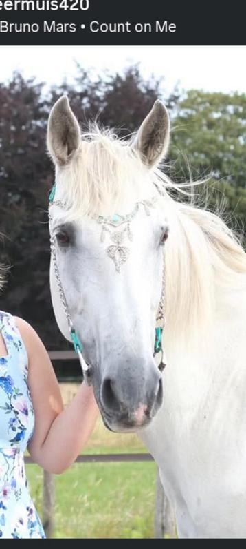 Sier hooftstel beschikbaar voor biedingen