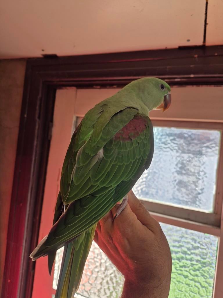 Grote Alexanderparkiet, Mannelijk, Papegaai, Geringd