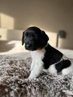 Prachtige friese stabij pups ❤️, Dieren en Toebehoren, Overige rassen, 8 tot 15 weken, CDV (hondenziekte), Meerdere